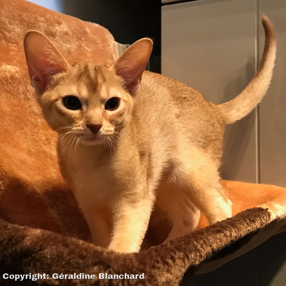 chaton en croissance